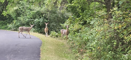 1000006833 deer.jpg